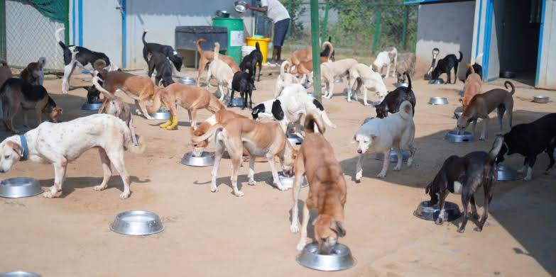 Jeevan Raksha - Animal Rescue Program